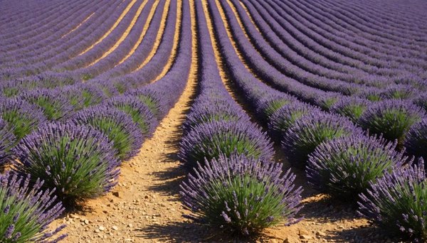 Séjournez à petit prix dans le vaucluse entre lavandes et vin